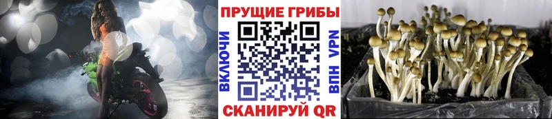 сколько стоит  Россошь  Псилоцибиновые грибы прущие грибы 